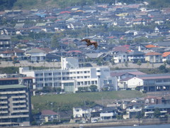 Milvus migrans