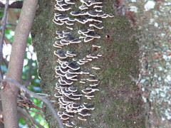 Polyporales