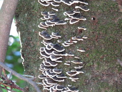 Polyporales