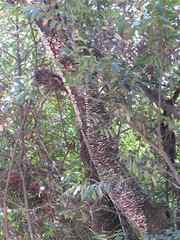 Polyporales