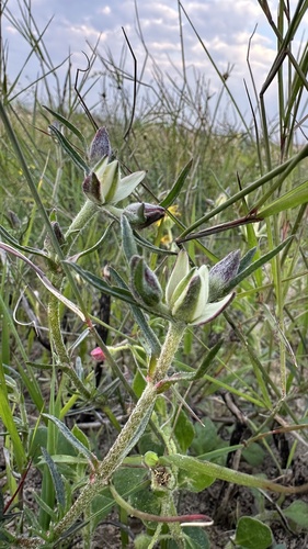 Rampant Baconfig (Aizoon sarmentosum)