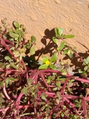Portulaca oleracea