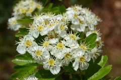 Crataegus monogyna
