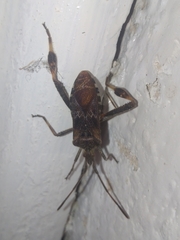 Leptoglossus occidentalis