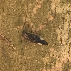 Cerastipsocus venosus