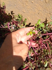 Portulaca oleracea