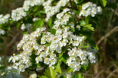 Crataegus monogyna