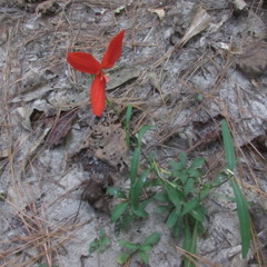 Silene subciliata