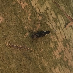 Cerastipsocus venosus