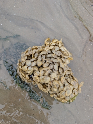 Buccinum undatum