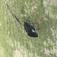 Cerastipsocus venosus