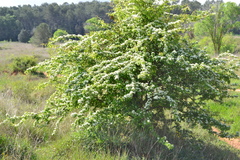 Crataegus monogyna