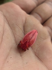 Agapetes serpens, photograph (c) Sagnik Dutta Roy, some rights reserved (CC BY)