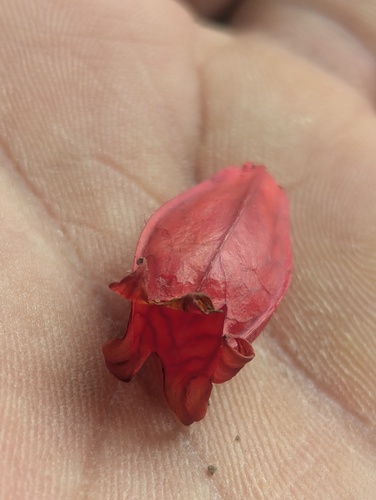 Agapetes (Agapetes serpens)