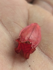Agapetes (Agapetes serpens)
