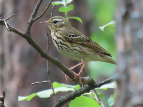 Pipit à dos olive