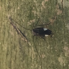 Cerastipsocus venosus