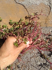 Portulaca oleracea