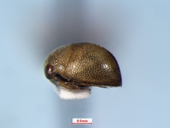 Neoplea striola