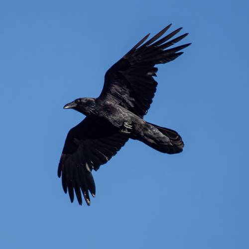 Common Raven photographed in Georgia
