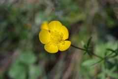 Ranunculus