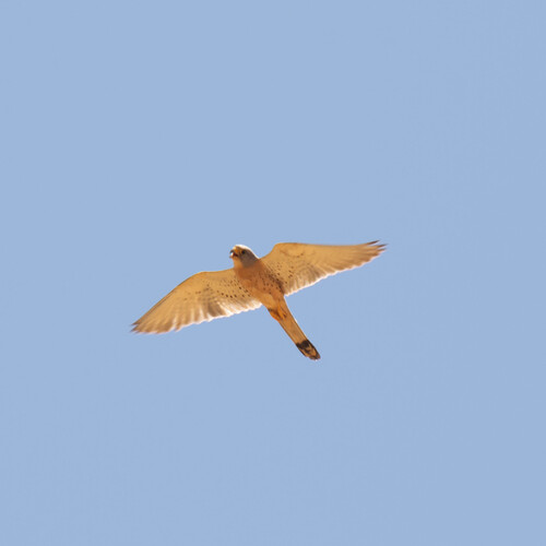 Cernícalo primilla (Falco naumanni)