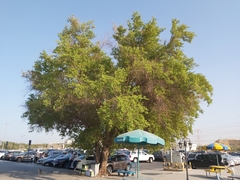 Ziziphus mauritiana