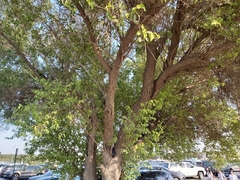 Ziziphus mauritiana