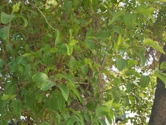 Ziziphus mauritiana