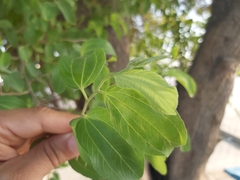 Ziziphus mauritiana