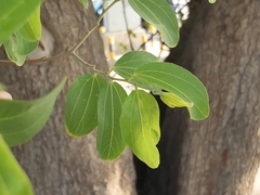 Ziziphus mauritiana