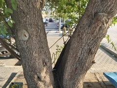Ziziphus mauritiana