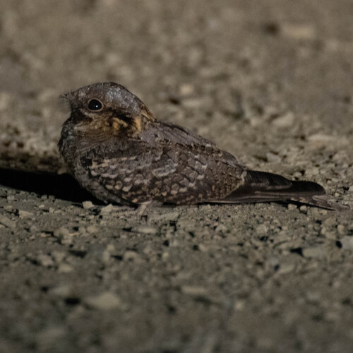 Chotacabras cuellirrojo (Caprimulgus ruficollis)