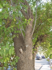 Ziziphus mauritiana