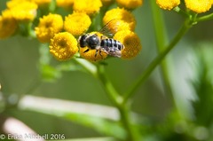 Megachile relativa