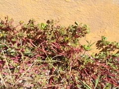 Portulaca oleracea