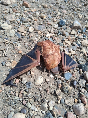 Eastern Red Bat photographed in North Dakota