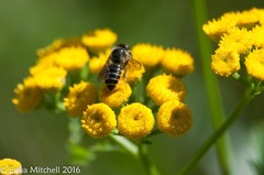 Megachile relativa