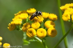 Megachile relativa
