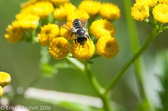 Megachile relativa