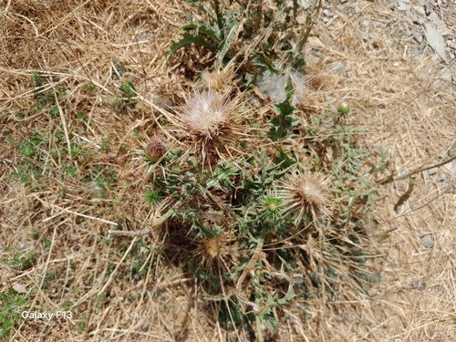 Giant Thistle (Carduus macrocephalus)