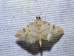 Ommatospila narcaeusalis