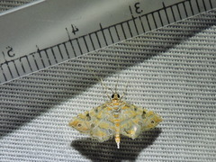 Ommatospila narcaeusalis