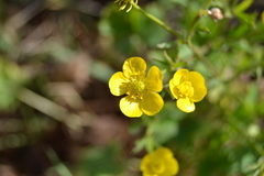 Ranunculus