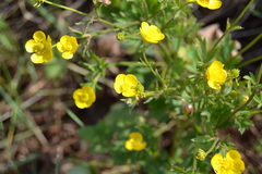 Ranunculus