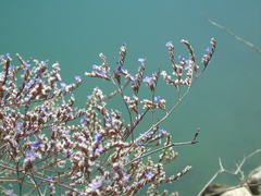Limonium brevipetiolatum