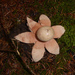 Rosy Earthstar - Photo (c) Andrea Peterlongo, some rights reserved (CC BY-NC), uploaded by Andrea Peterlongo