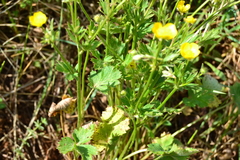 Ranunculus