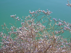 Limonium brevipetiolatum