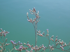 Limonium brevipetiolatum